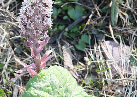 Lepiężnik różowy (Petasites hybridus)