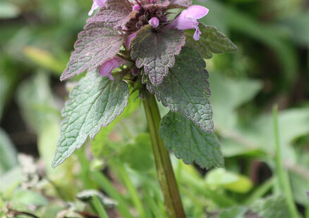 Jasnota purpurowa (Lamium purpureum)